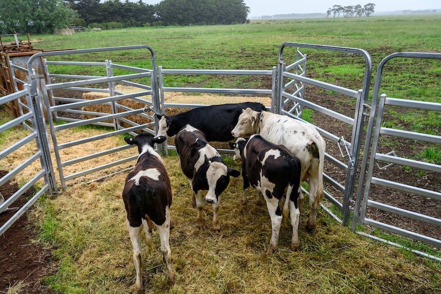 The five hornless cows will remain quarantined and classed as GMO.