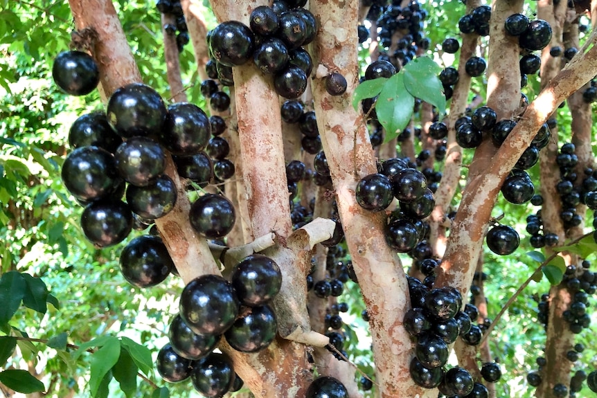Black berries growing on the trunk of the tree.