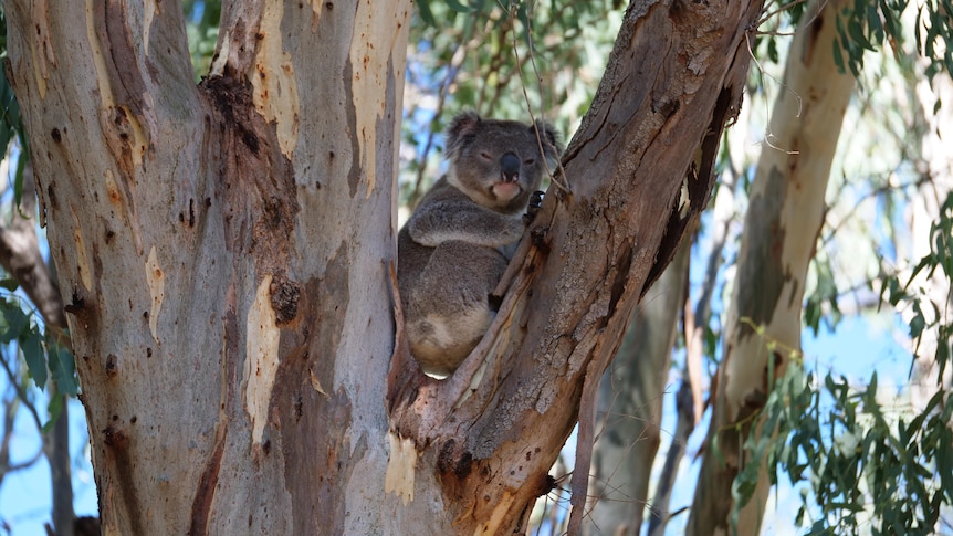 A koala in a gum tree