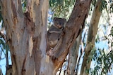 A koala in a gum tree