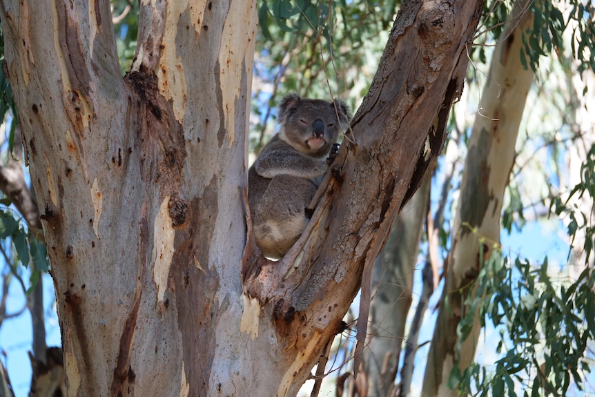 A koala in a gum tree