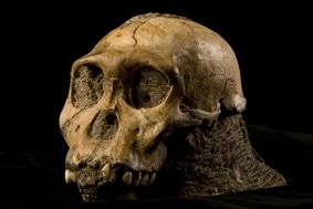 Australopithecus sedibA