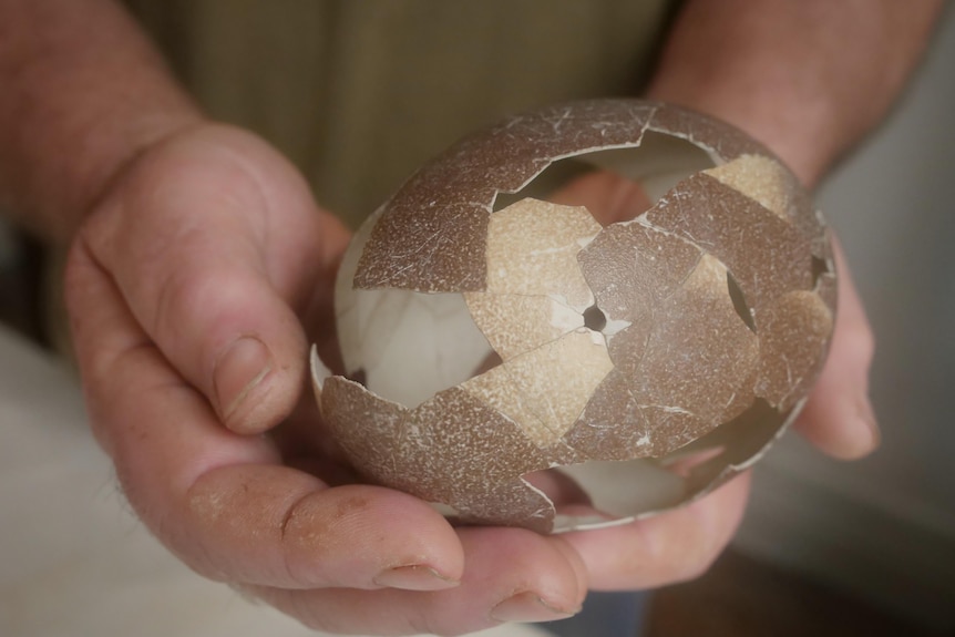 Christian Robertson of King Island has discovered a near-intact egg of the extinct King Island emu while beachcombing. 