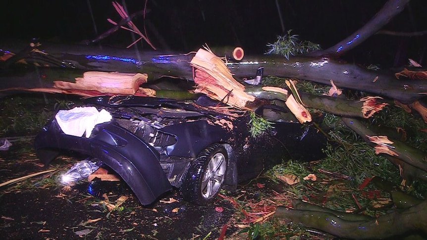 Car hit by tree at Coffs Harbour