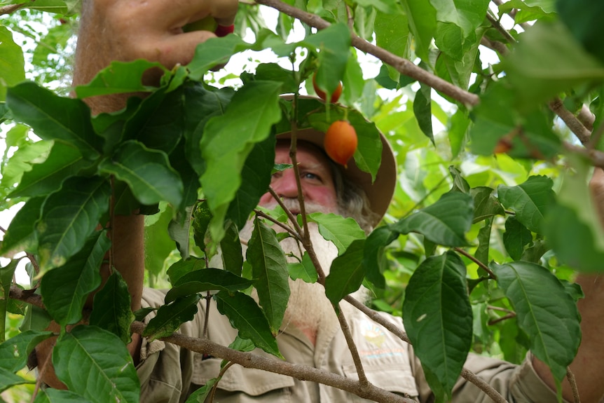 Leaves and small red oval-shaped peanut butter fruit, Ross behind picking some.