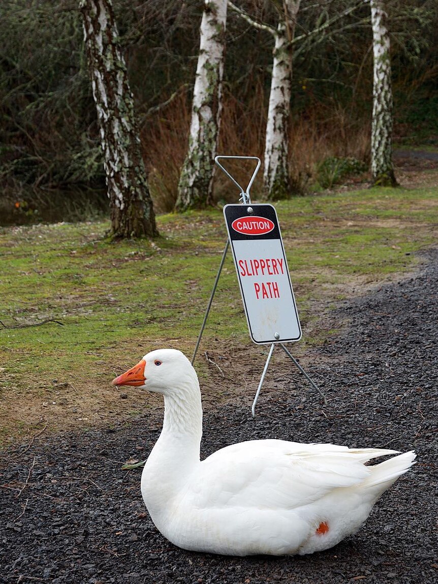 A white goose sits on a gravel path in front of a sign that reads "slippery path"