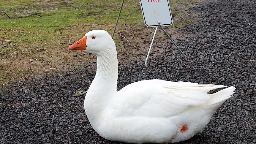 A white goose sits on a gravel path in front of a sign that reads "slippery path"