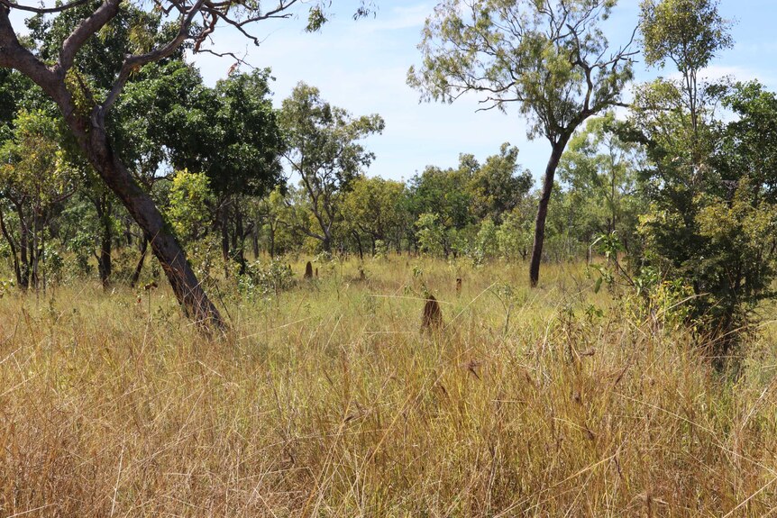 A paddock full of pasture near Daly Waters.