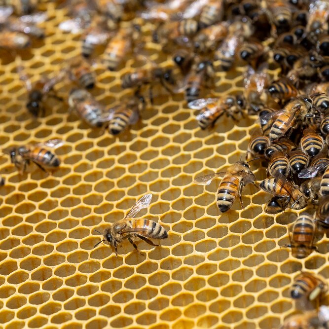 Dozens of bees on honeycomb. 