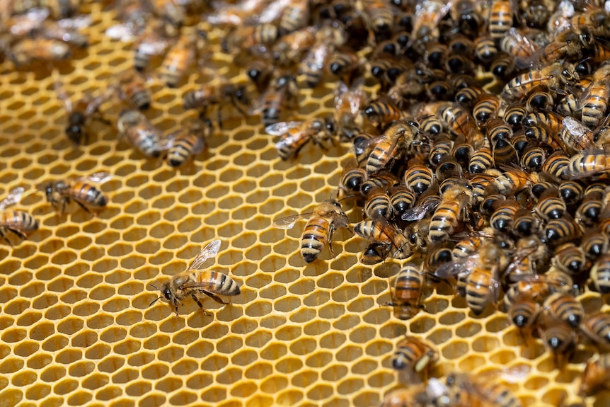 Dozens of bees on honeycomb. 