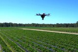 Drone flies over farmland