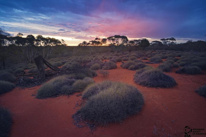 Mallee landscape with spinifex