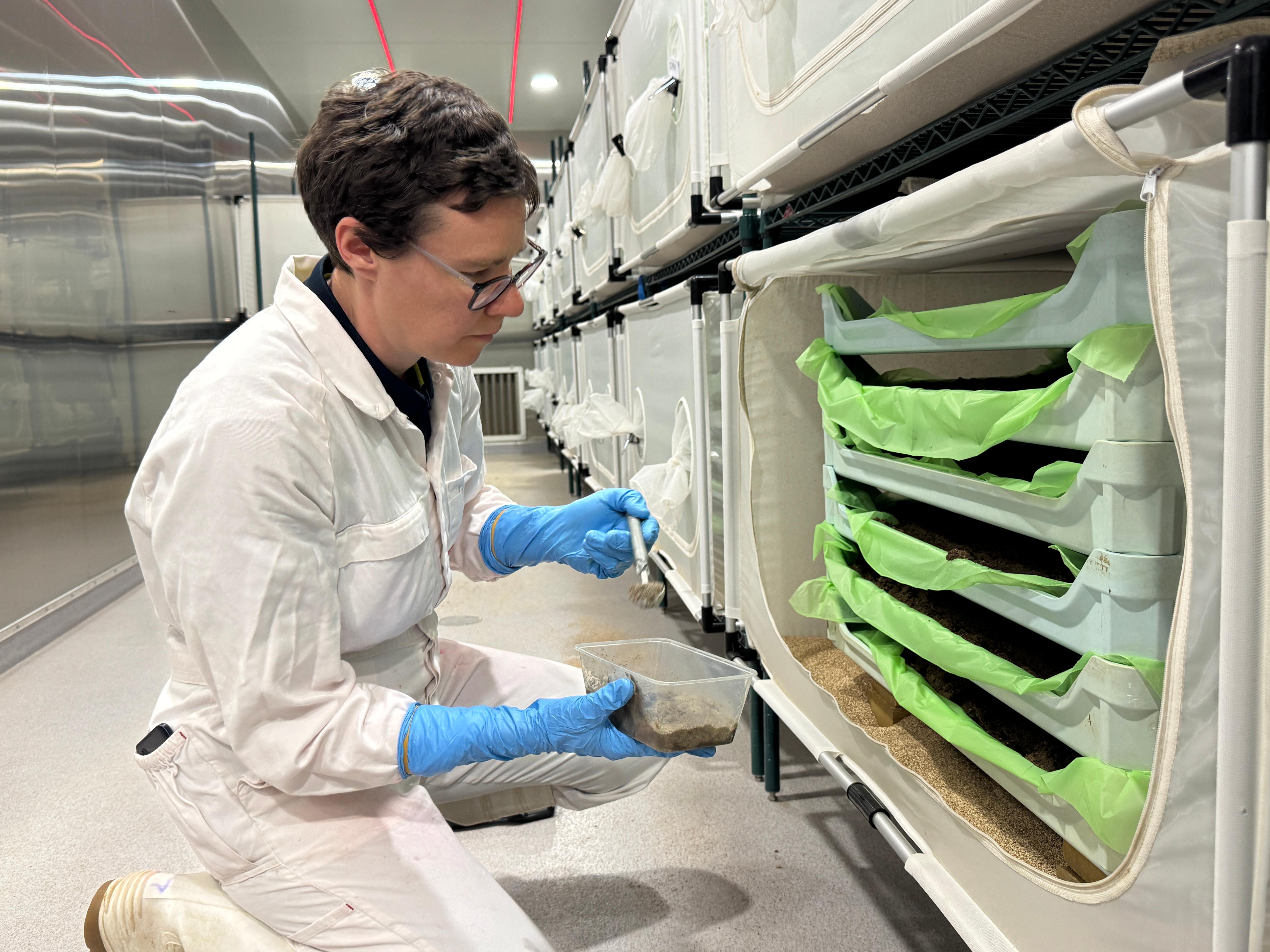 Una mujer con ropa protectora recoge larvas de insectos en grandes recipientes de plástico.