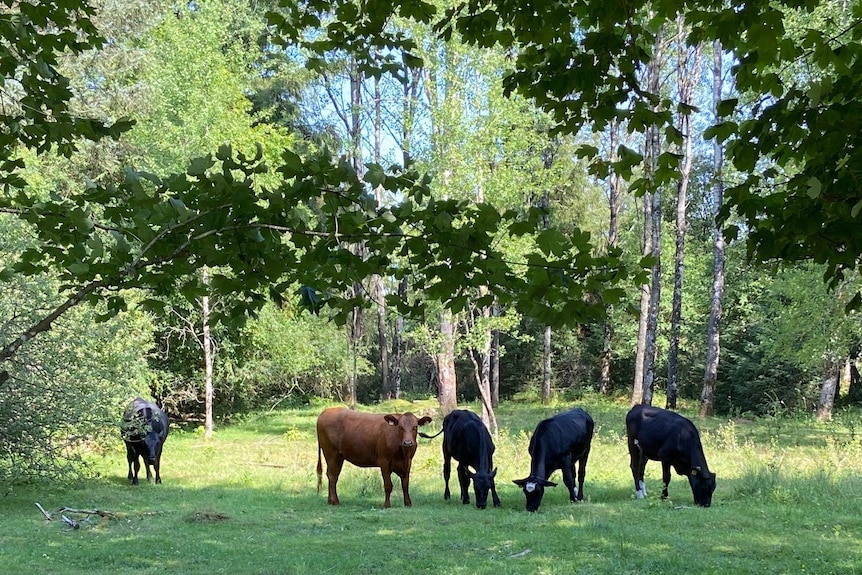 Wide shot of five cattle grazing in a forest