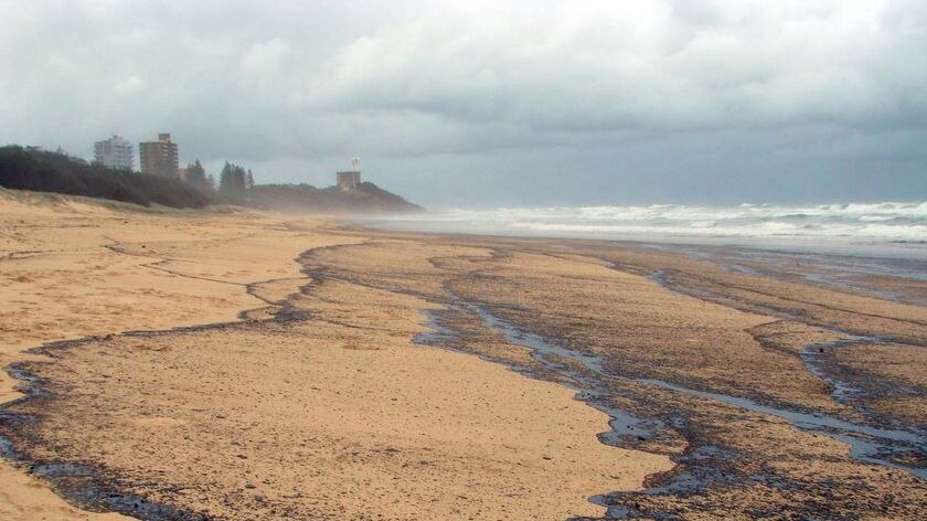 Oil coats the beach south of Point Cartwright on the Sunshine Coast on March 12, 2009.