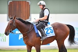 A jockey sits on a throughbred racehorse at trackwork at Werribee.