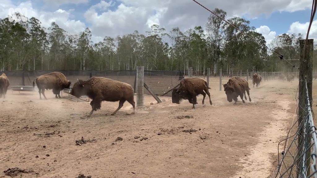 Animal Welfare Complaints Made To RSPCA About Condition Of Bison On NSW ...