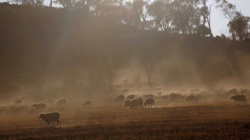 Sheep walking across a dusty landscape in the morning sun.