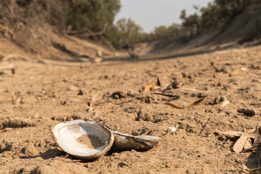 Skeletal remains of a shellfish sitting in a dry riverbed.