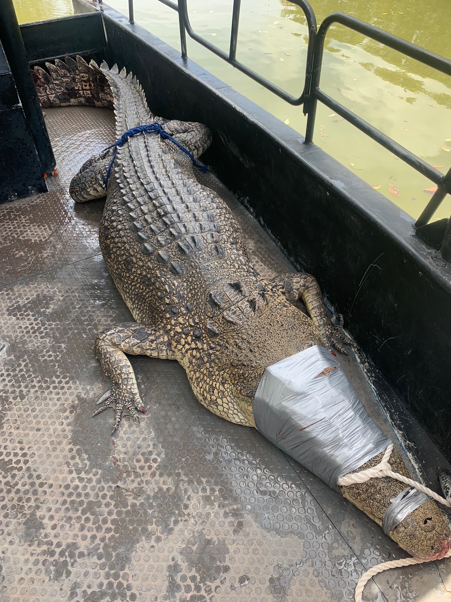 A large crocodile lying on the bottom of a boat, with its mouth taped closed with silver tape. 