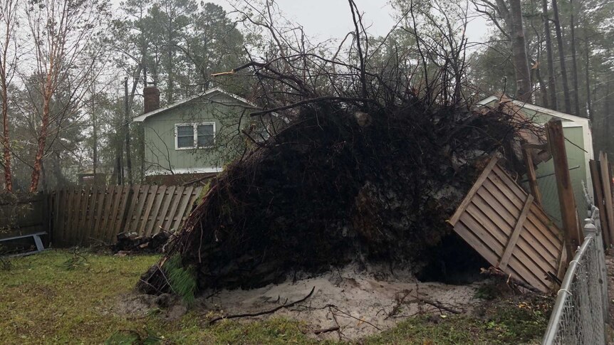 Tree uprooted in Wilmington, North Carolina