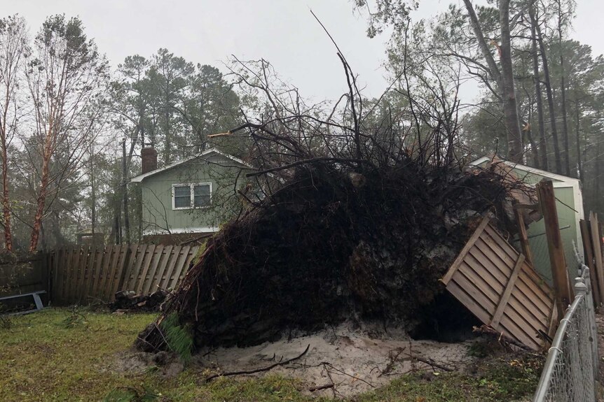 Tree uprooted in Wilmington, North Carolina