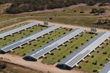 Rows of chicken sheds with solar panels on the roofs.