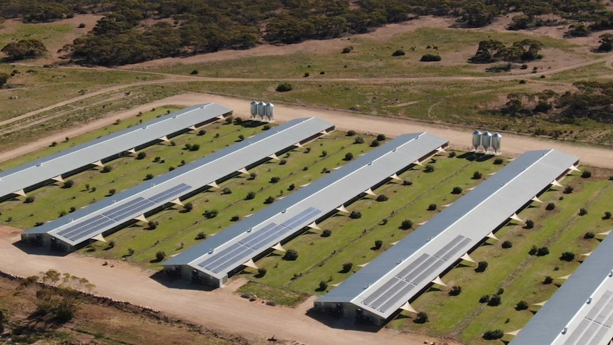 Rows of chicken sheds with solar panels on the roofs.