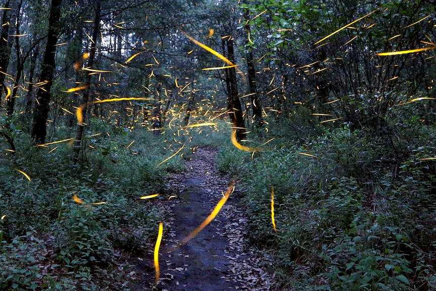 a forest trail at dusk with bright yellow lights flying around.