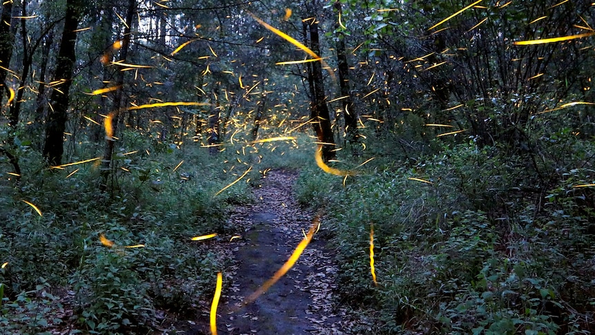 fireflies leave behind synchronised bursts of light at a sanctuary in Mexico