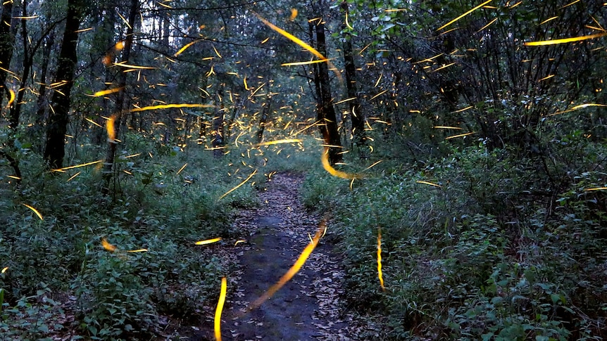 a forest trail at dusk with bright yellow lights flying around.