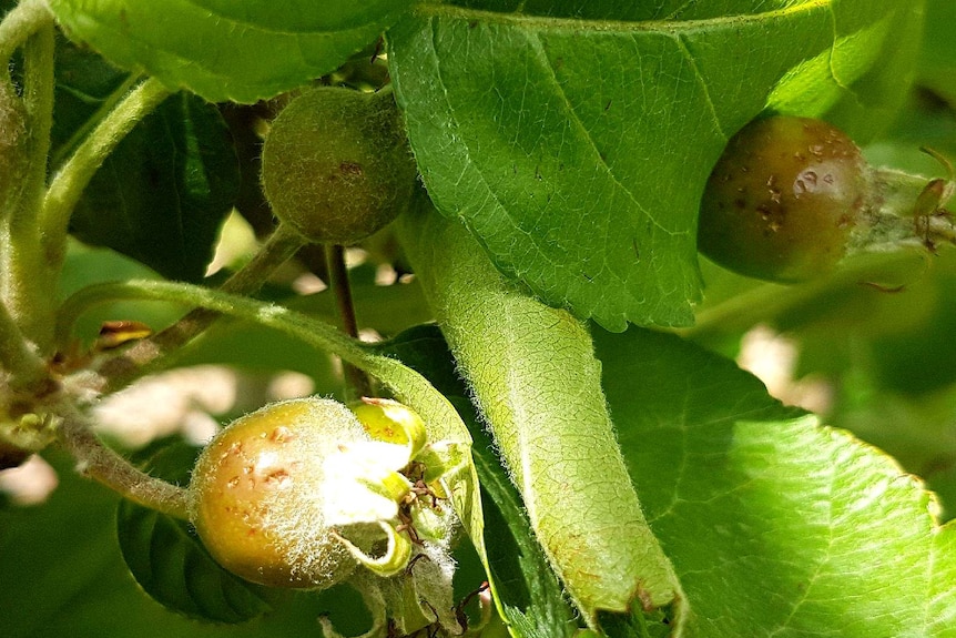 Dinted fruit grows on the tree