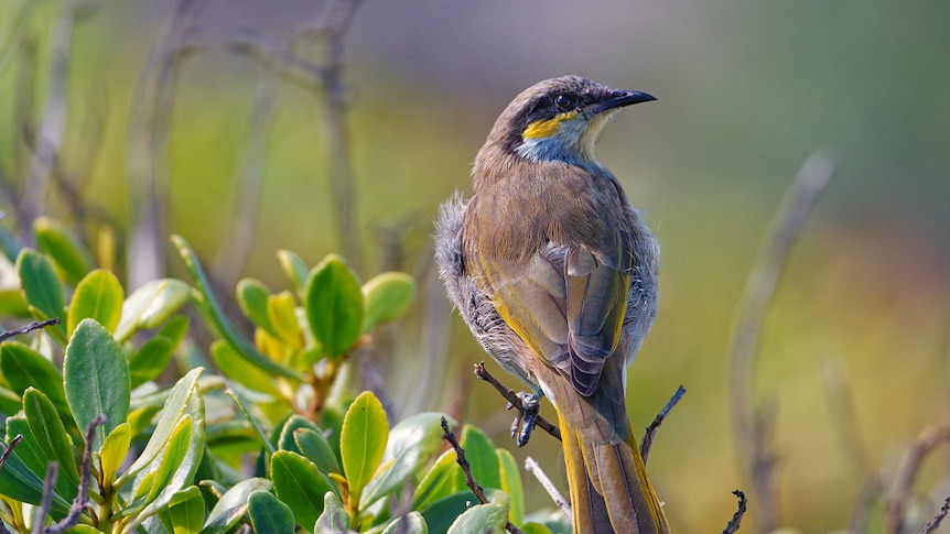 A Singing Honeyeater with yellow, brown and white plumage in a tree