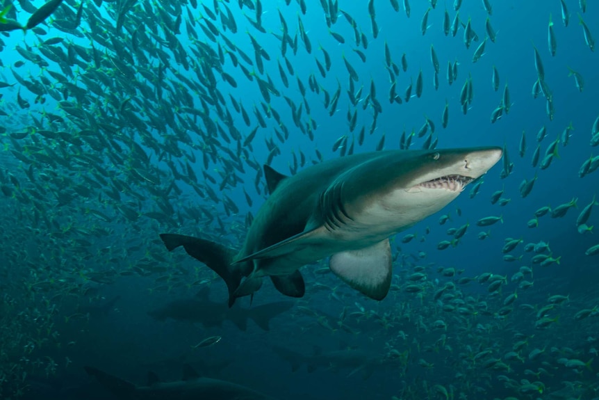 A grey nurse shark surrounded by small fish.