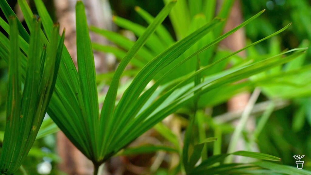 Fronds With Benefits - Gardening Australia