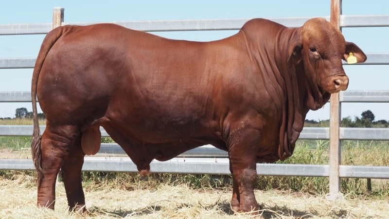 A bull standing in front of a fence