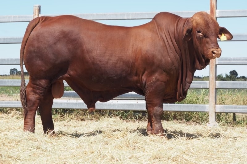 A bull standing in front of a fence