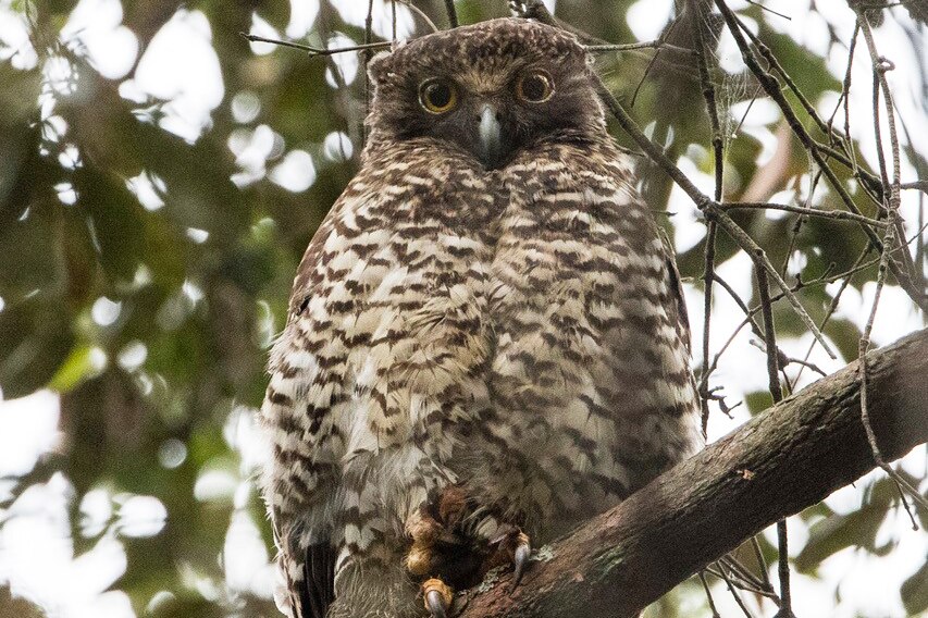 A Powerful owl sits on a branch in the Mount Coot-tha Reserve in Brisbane.