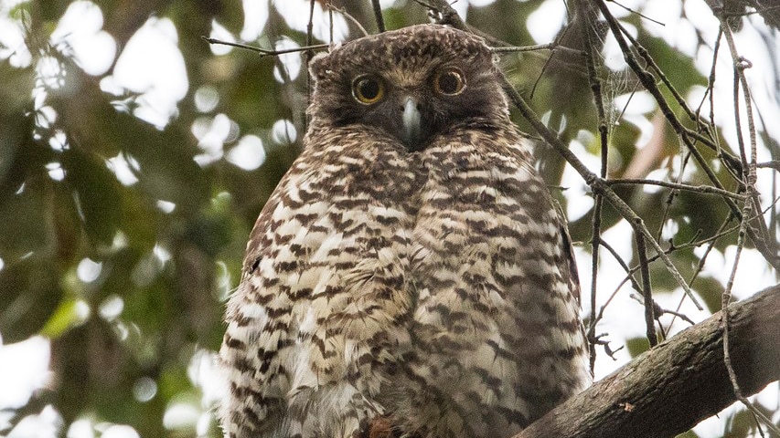 A powerful owl sits on a branch in the Mount Coot-tha Reserve in Brisbane.