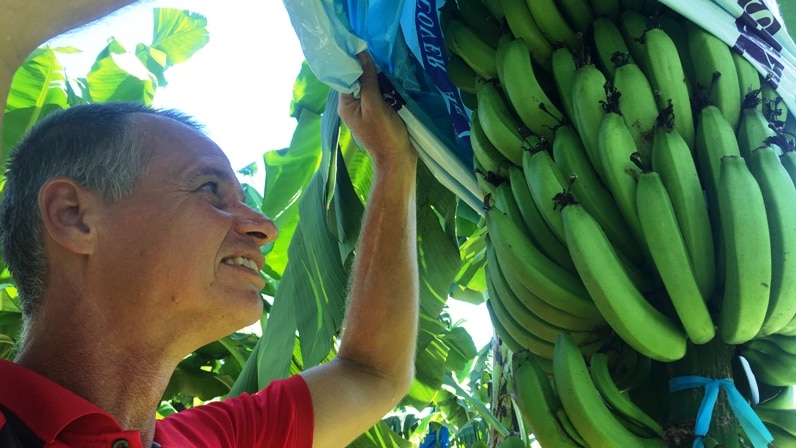 A researcher lifts a protective covering to take a close-up look at a bunch of bananas ripening on the tree