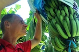 A researcher lifts a protective covering to take a close-up look at a bunch of bananas ripening on the tree