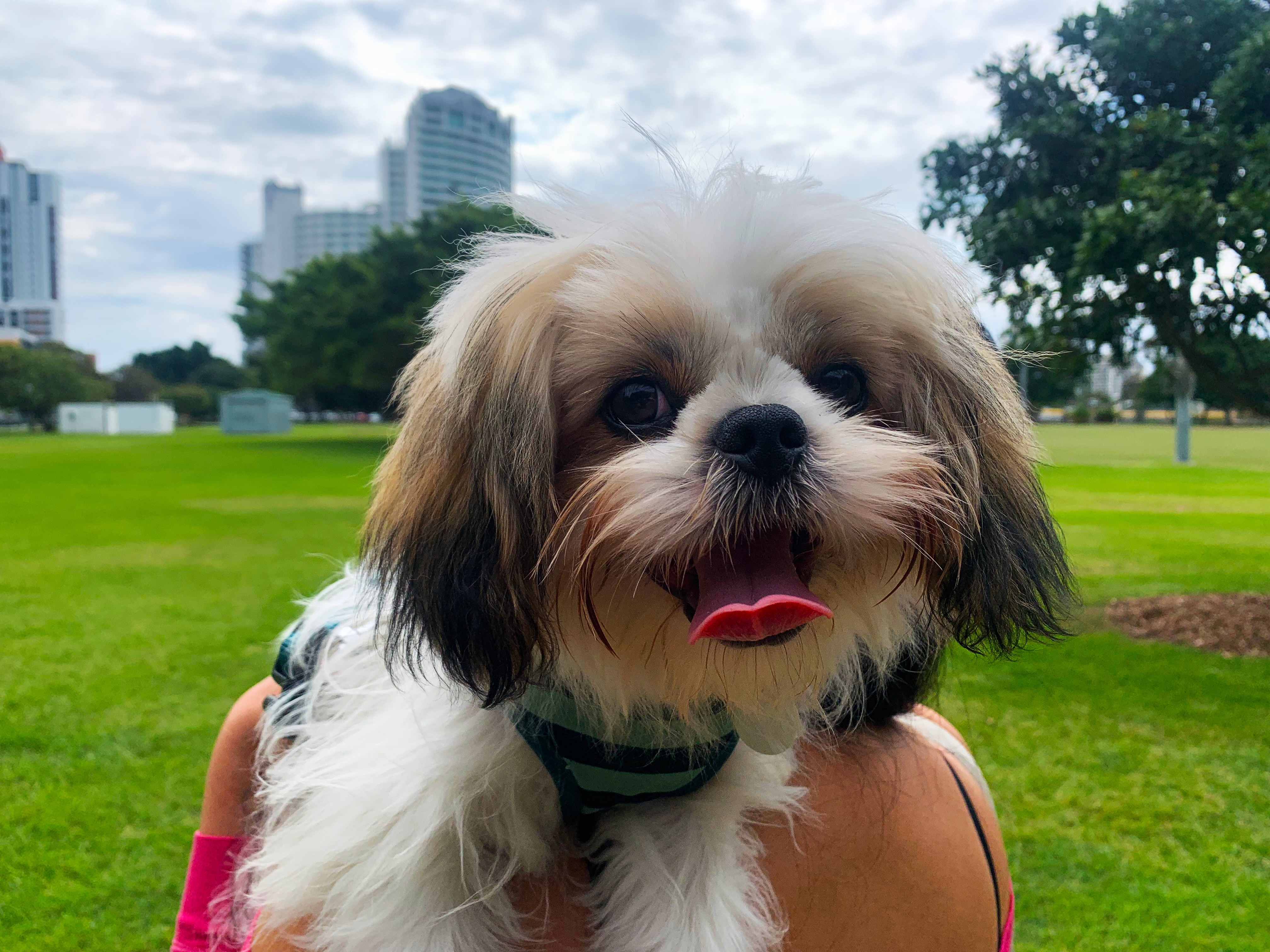 Can I Register An Unregistered Dog