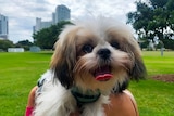 Maltese shih tzu dog staring at the camera with tongue out and high rises in the background 