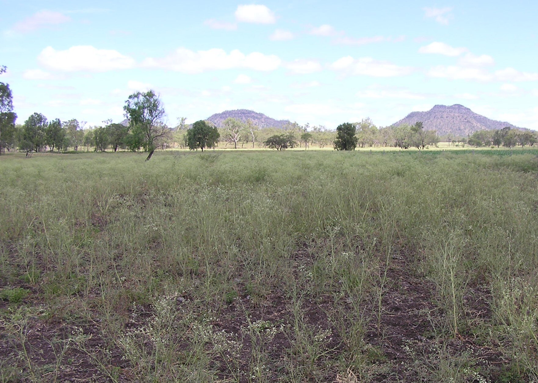 A paddock filled with weed has been thinned because the leaves of the plant have been eaten.