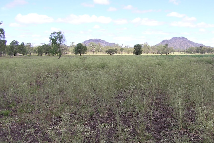 A paddock filled with weed has been thinned because the leaves of the plant have been eaten.