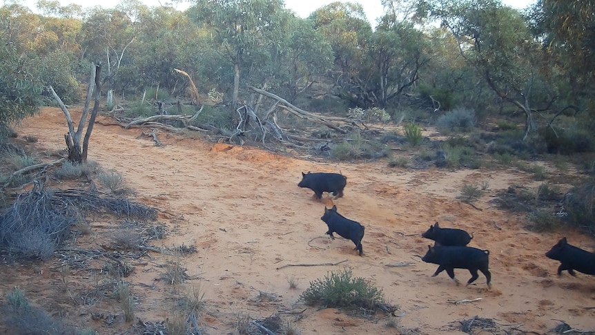 pigs walking along a trail in the bush