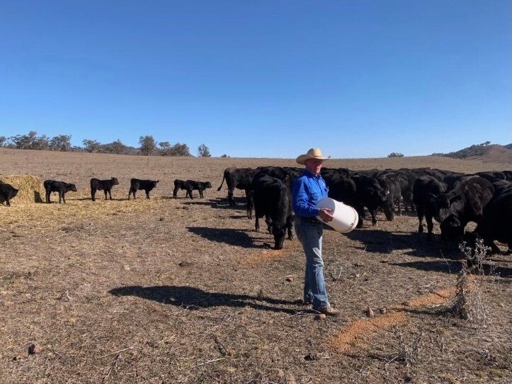 A man in an Akubra stands pouring out a bucket of feed to black cows and calves in a dry paddock.