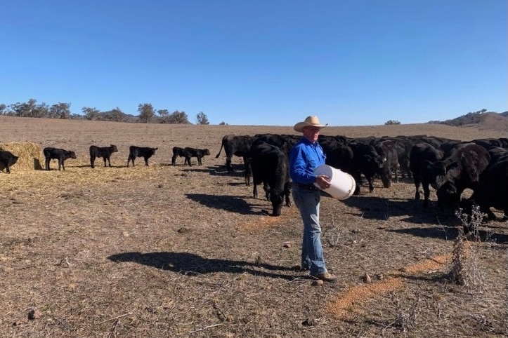 A man in an Akubra stands pouring out a bucket of feed to black cows and calves in a dry paddock.