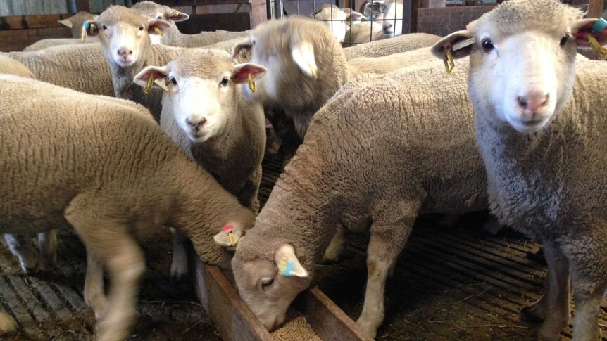 Sheep eat pellets infused with omega-3 oils from a trough