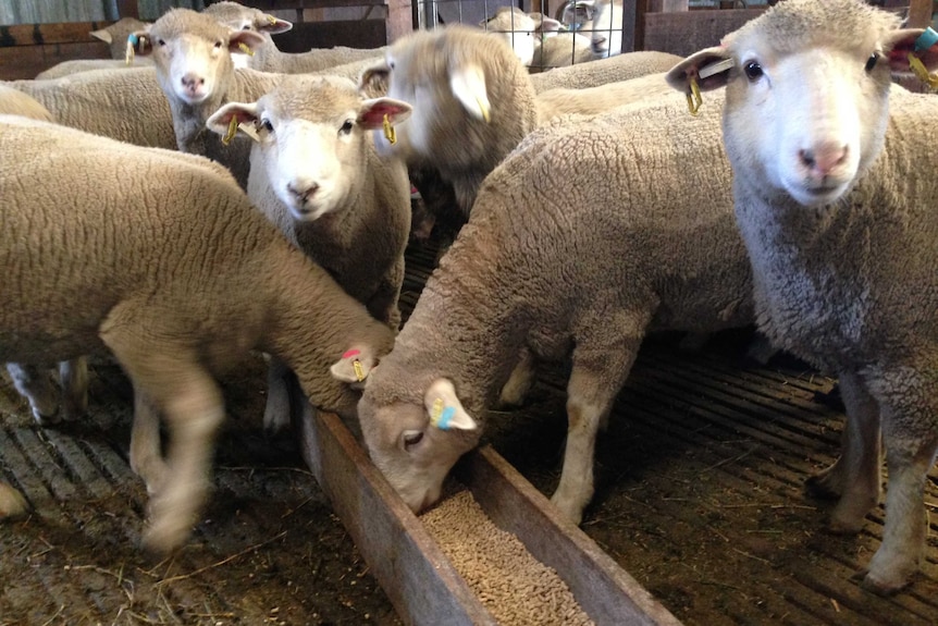 Sheep eat pellets infused with omega-3 oils from a trough